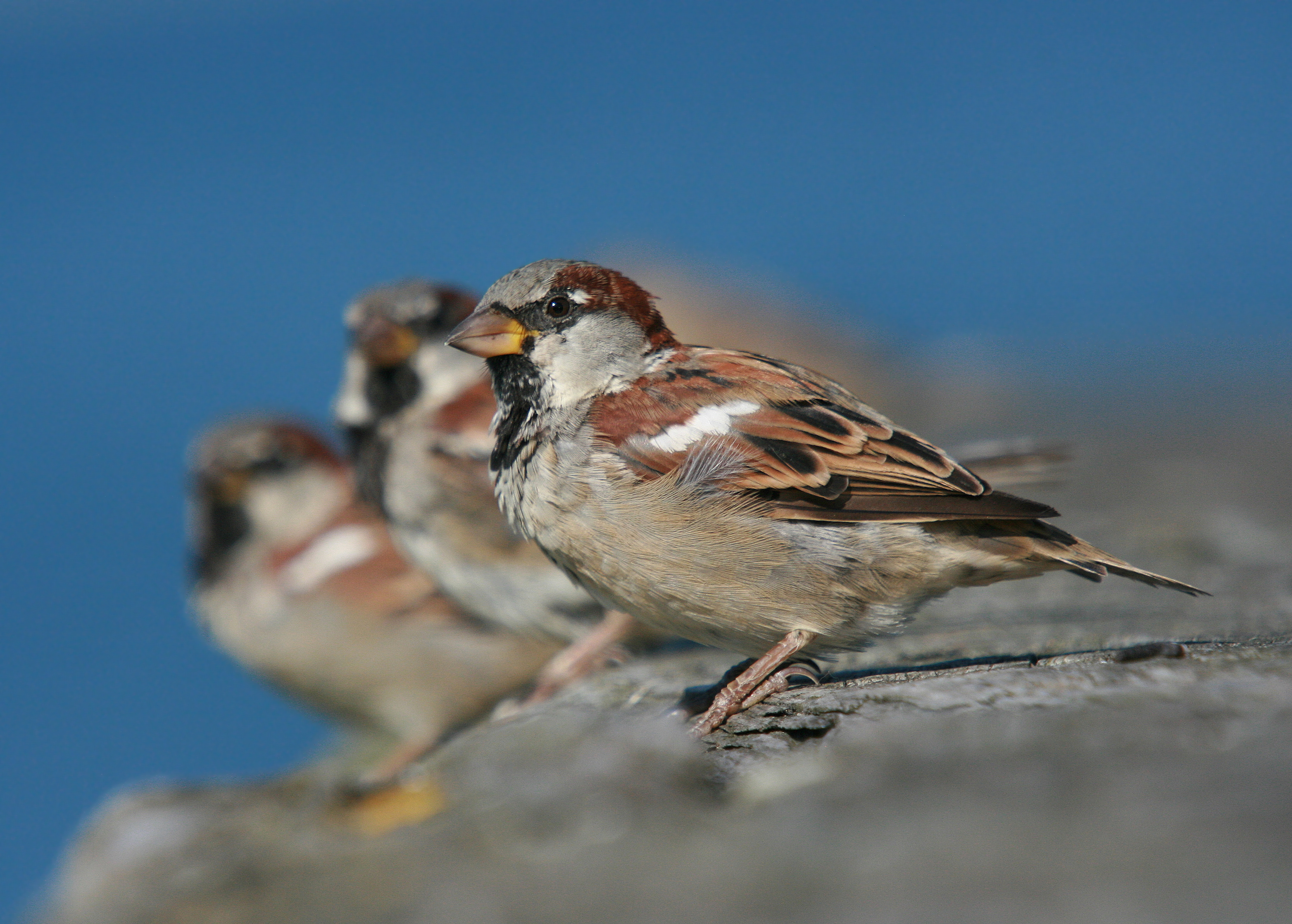 Bayerischer Charaktervogel ist stark bedroht