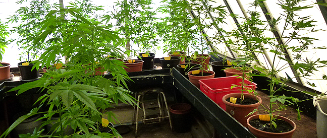 1,3 Kilogramm Marihuana sichergestellt