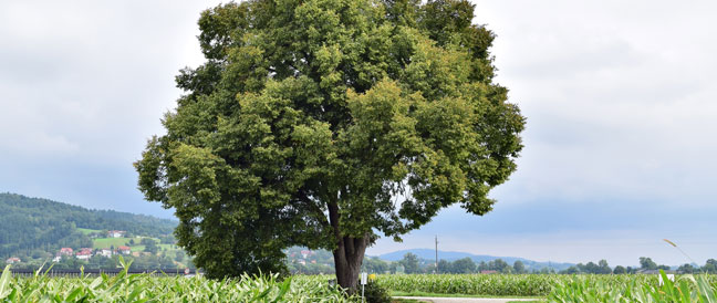 Winter-Linde ist Baum des Jahres 2016