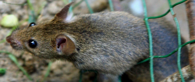 Rattenbekämpfung in der Stadt Rosenheim