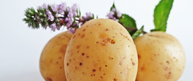 Das kuriose Kartoffel-Orakel