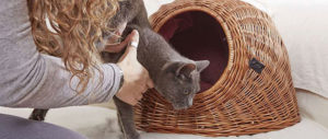Stressfrei unterwegs mit Katze Stressfrei unterwegs mit Katze