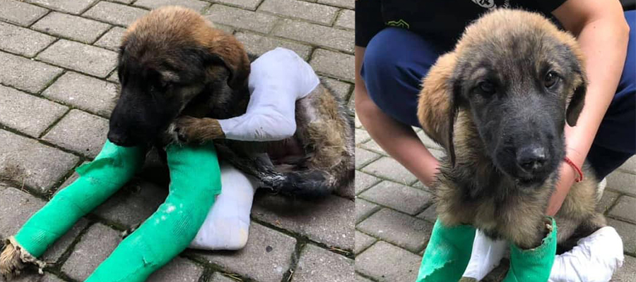Aktion: Hilfe für Nelly!
