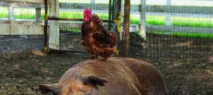 Film-Tipp: Unsere große kleine Farm Film-Tipp: Unsere große kleine Farm
