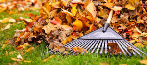 Rechts-Tipp: Auch fürs Herbstlaub gibt’s Regeln Rechts-Tipp: Auch fürs Herbstlaub gibt’s Regeln