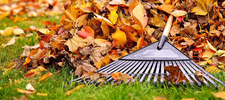 Rechts-Tipp: Auch fürs Herbstlaub gibt’s Regeln