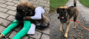 Projekt Nelly: Happy End für Notfallhund gesucht! Projekt Nelly: Happy End für Notfallhund gesucht!