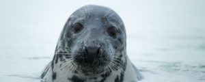 Wildlife – Eine Ausstellung in der Volkshochschule Wasserburg Wildlife – Eine Ausstellung in der Volkshochschule Wasserburg