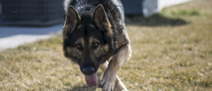 Schäferhund greift Hund und Halter an – Zeugen gesucht! Schäferhund greift Hund und Halter an – Zeugen gesucht!