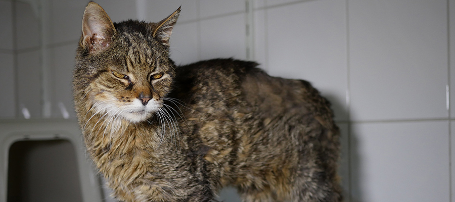 Grizzly – Betagter Kater braucht dringend ein Zuhause