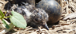 Landkreis Rosenheim: Zäune für den Kiebitz Landkreis Rosenheim: Zäune für den Kiebitz