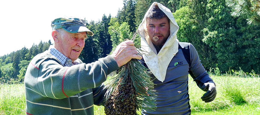 Imker fängt Bienenschwarm an Fronleichnam