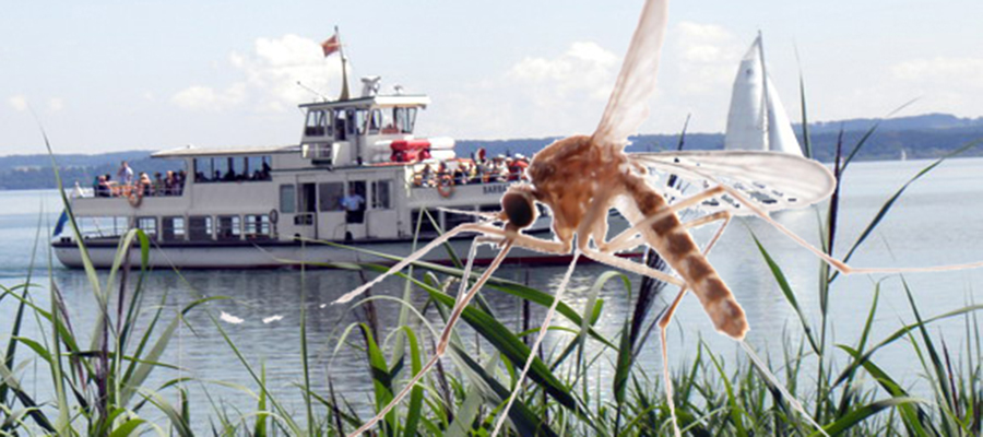 Chiemsee: Alternativen zur Stechmückenbekämpfung gefordert