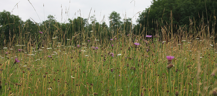 Landwirte mit artenreichen Wiesen und Weiden gesucht!