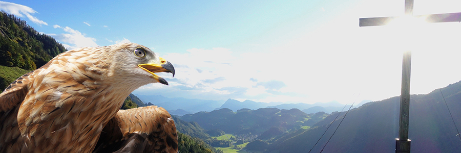 Adler-Beobachtung im Priental: Interessierte für Monitoring gesucht