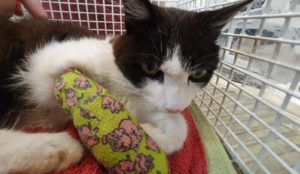 Verletzte Katze in Eggstätt gefunden! Verletzte Katze in Eggstätt gefunden!