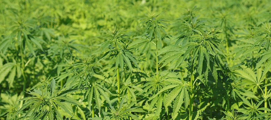 Bayern: Landwirte wollen Cannabis anbauen