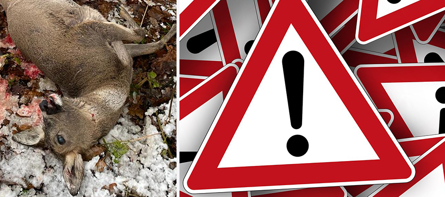 Wieder ein Reh von freilaufendem Hund gerissen
