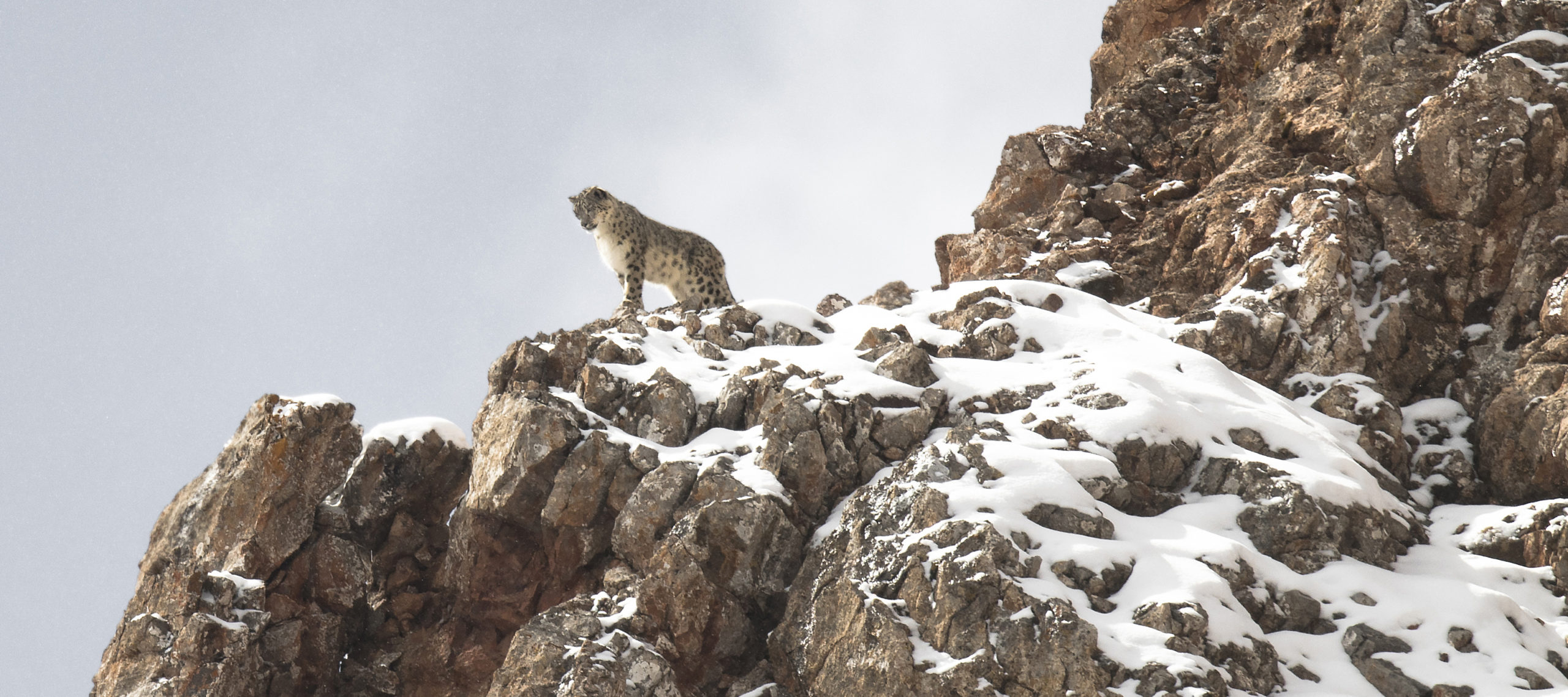 Film-Tipp: Der Schneeleopard