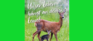 Der Wald – Ein Ort der Ruhe und Stille? Der Wald – Ein Ort der Ruhe und Stille?