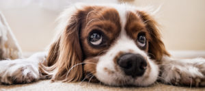 Mühldorf a. Inn: Hundesteuer bis 1. März fällig