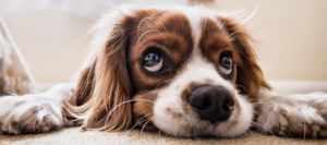 Mühldorf a. Inn: Hundesteuer bis 1. März fällig Mühldorf a. Inn: Hundesteuer bis 1. März fällig