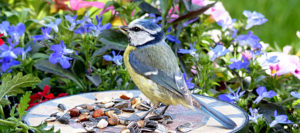 “Vogelfreundlicher Garten” gesucht!