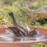 27502_Haussperling_badet – Ralph Sturm_LBV Bildarchiv