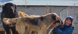 Altöttinger Verein hilft Straßenhunden im Kosovo