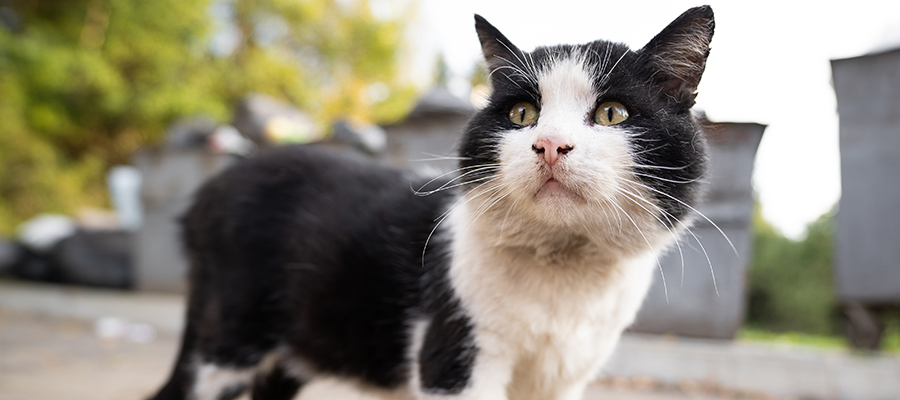 Rosenheimer Landratsamt prüft Katzenschutzverordnung