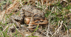 Kröten auf Tour! Amphibienwanderung hat begonnen