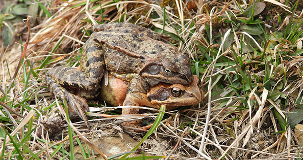 Kröten auf Tour! Amphibienwanderung hat begonnen