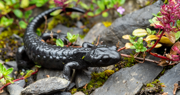 Einzigartige Amphibien: unsere Alpensalamander