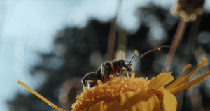 Film-Tipp: Insekten – Helden im Verborgenen