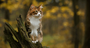 Katzenschutzverordnung soll Leid verringern