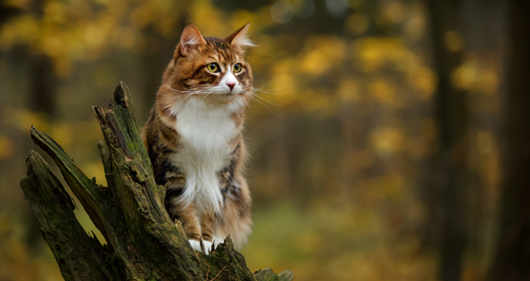 Katzenschutzverordnung soll Leid verringern